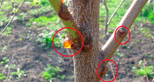 Как вылечить рану на плодовом дереве