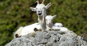Кто такие козы Иуды и зачем на Галапагосских островах уничтожили обычных коз