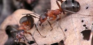 Эффективные средства от муравьёв: рецепты и приманки