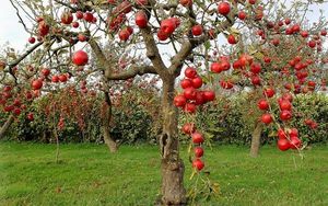 Отгибаем ветки у яблони и получаем огромный урожай