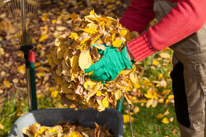 Пять причин не убирать опавшие листья в саду