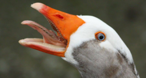 Почему у птиц нет зубов
