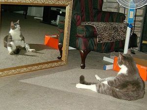 Понимают ли животные, что в зеркале их отражение?