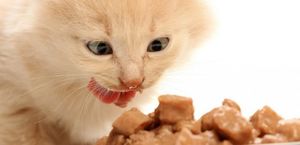 Виды корма для кошек и их основные различия
