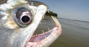 Жуткая паяра: рыба, которая легко справляется со стаей кровожадных пираний