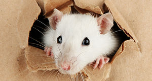 Биологи научили крыс играть в прятки: что при этом удалось выяснить
