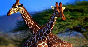 Не только для красоты и маскировки: какую роль играют пятна на шкуре жирафа