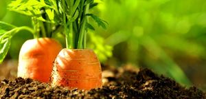 Подзимняя посадка моркови: как сделать это правильно