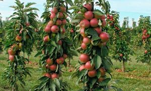 6 важных работ для колонновидных яблонь
