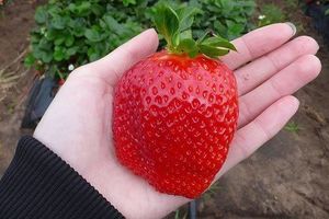 5 приемов, которые увеличат размер ягод клубники в два раза