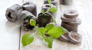 Торфяные таблетки – находка для ленивого садовода