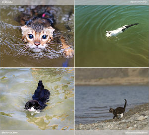 Кошки и вода: самые интересные фото