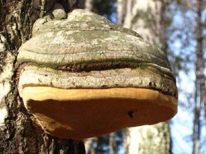 Польза гриба Чага для организма