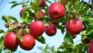 Как заготавливали яблоки сто лет назад: шесть простых рецептов