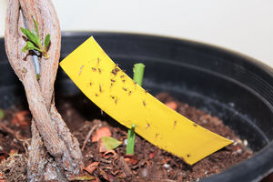 Мошки в комнатных растениях: какие бывают и как избавиться