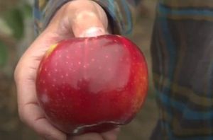 В США вывели сорт яблок с очень долгим сроком хранения