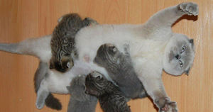 «Радость» материнства: смешная подборка кошечек, которые явно устали от своих котят