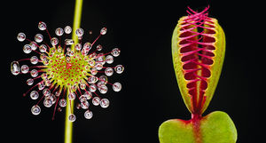 Поразительные детали необычных растений в уникальном фотопроекте Хелены Шмитц