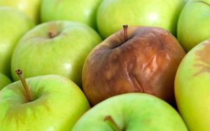 Яблоко с «бочком»: почему ученые считают, что фрукты с пятнами опасны