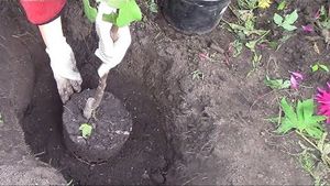 5 правил посадки яблонь на глинистой почве