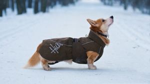 Породы собак, которых не стоит выпускать на мороз без собачьей одежки
