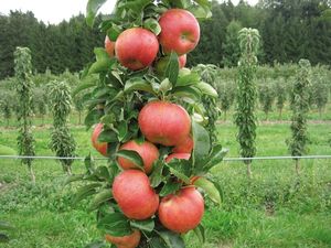 Сажаем колоновидные яблони, чтобы собирать богатые урожаи