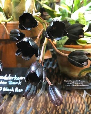 В Москве распустилась самая чёрная орхидея