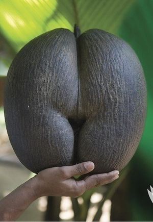Плоды сейшельской пальмы﻿