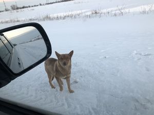 Джек из тумбочки: под Тольятти спасли пса, которого бросили умирать в заснеженном поле