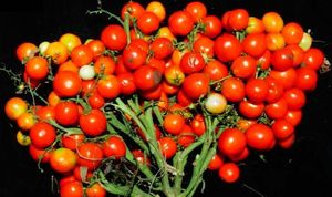 Генномодифицированные томаты для Марса стали расти гроздьями, подобно винограду