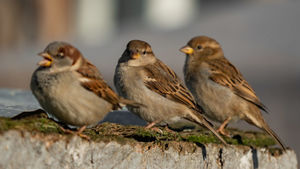 Почему из городов пропадают птицы?