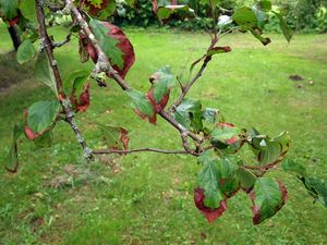 Почему на яблоне и груше краснеют листья