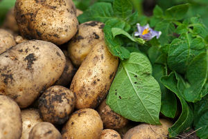 Выращиваем картофель по методу Балабанова: в чем суть?