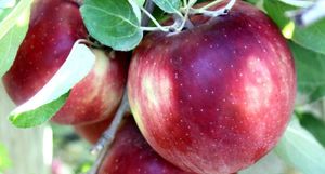 Для чего это нужно: селекционеры создали яблоки, которые хранятся целый год