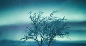 Потрясающие деревья севера в живописных снимках Микко Лагерстедта