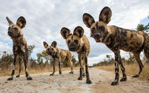 Дикие африканские собаки: львы, леопарды и гиены просто милые пупсики по сравнению с ними.