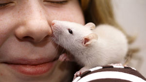 Домашняя крыса избавила от смерти целую семью: Невероятные случаи спасения людей животными