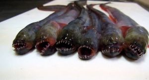 Чужой с берегов Японии: рыба-монстр, которую местные считают деликатесом