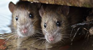 Несчастье острова Гоф: мыши оказались страшнее, чем полагали ученые