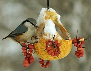 Кушать подано: 7 идей создания кормушек для птиц из подручных средств
