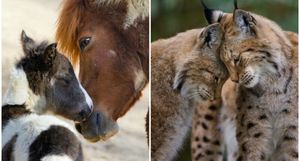 13 фото, демонстрирующих, что животные умеют любить не менее искренне, чем люди