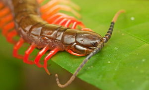 Если вы встретили дома насекомое со множеством ног, проверьте, не ли его в нашем списке