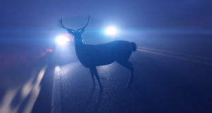 Почему олени не могут двигаться, когда на них попадает свет фар автомобиля
