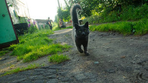 "Пустил в ход зубы": В Челябинске кот спас хозяйку от неминуемой гибели при пожаре