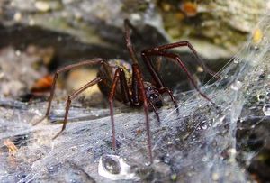 Гигантские пауки-людоеды из легенд Кабардино-Балкарии существуют и поныне?