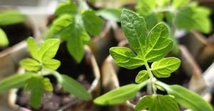Что за новая технология выращивания растений — ионитопоника?