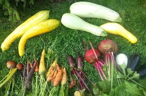 Личный опыт. Как вырастить необычные сорта привычных овощей?