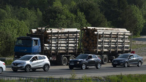 Чиновники "продают и предают свою страну": Пронько призвал остановить "криминальный беспредел" в лесной отрасли
