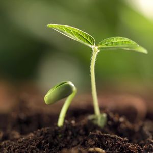 Семена дали всходы: Что надо для хорошего старта