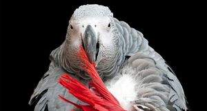 Бери, друг: серые попугаи оказались настоящими альтруистами и удивили ученых